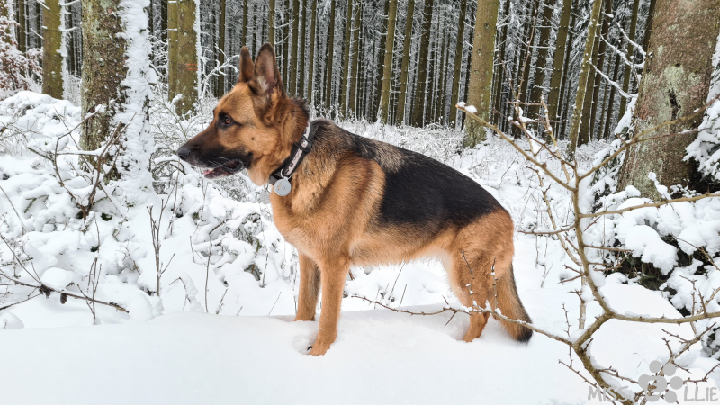 02.01.2021 15:38 | Ellie im Schnee