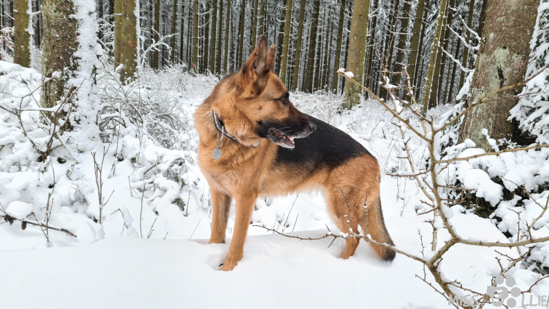 02.01.2021 15:38 | Ellie im Schnee