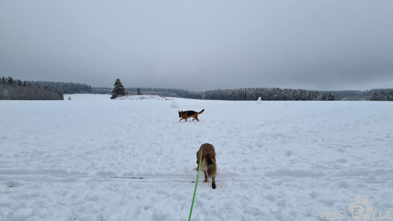 02.01.2021 15:39 | Marie & Ellie im Schnee