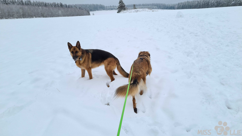 02.01.2021 15:39 | Marie & Ellie im Schnee