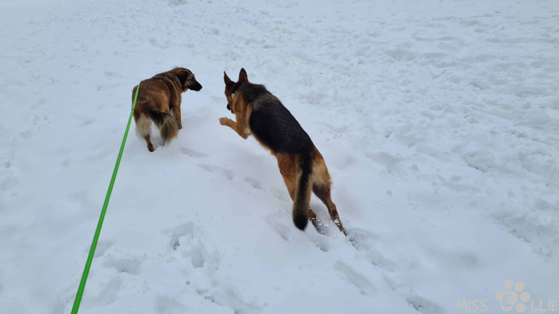 02.01.2021 15:39 | Marie & Ellie im Schnee