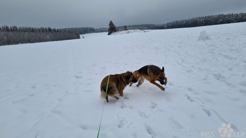 02.01.2021 15:39 | Marie & Ellie im Schnee