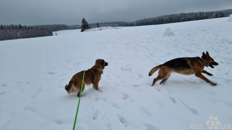 02.01.2021 15:39 | Marie & Ellie im Schnee