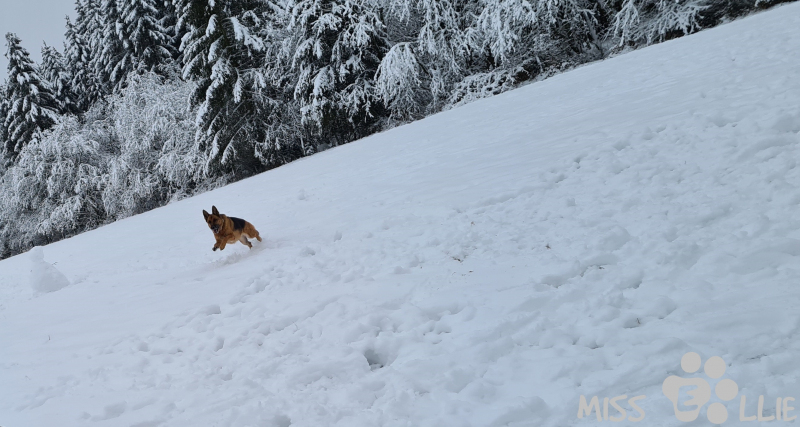 02.01.2021 15:40 | Ellie im Schnee