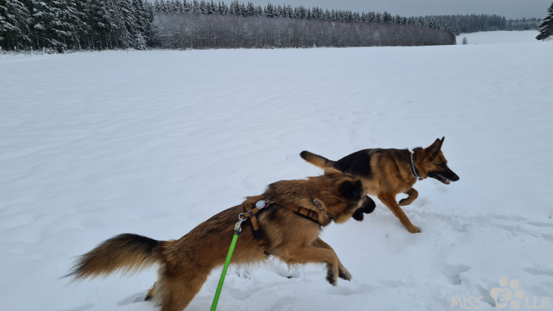 02.01.2021 15:40 | Marie & Ellie im Schnee