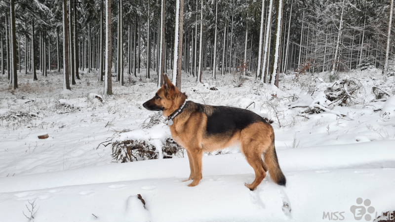 02.01.2021 15:57 | Ellie im Schnee