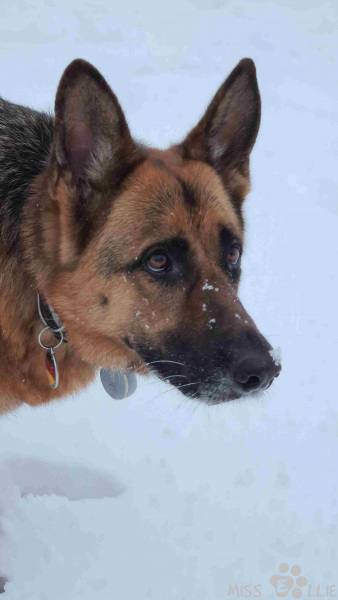02.01.2021 16:26 | Ellie im Schnee