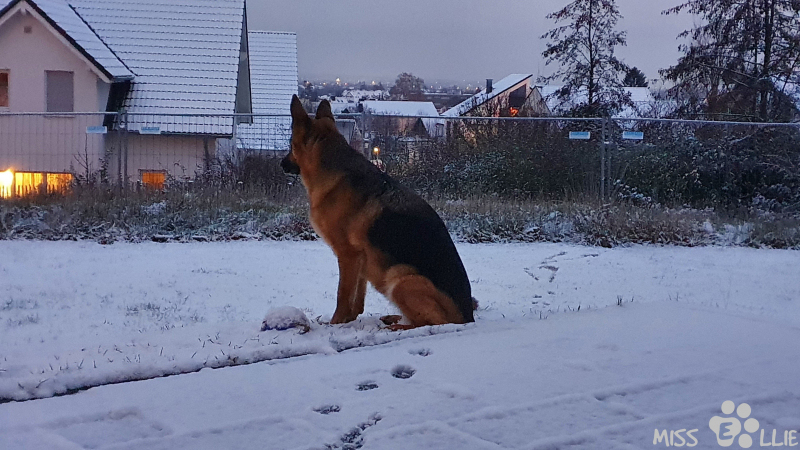 17.01.2021 07:55 | Schon wieder Schnee