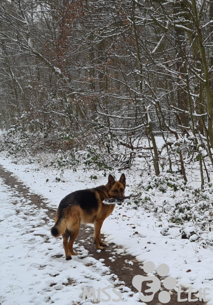 17.01.2021 10:36 | Ellie im Schnee