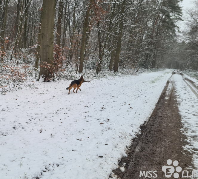 17.01.2021 10:45 | Ellie im Schnee