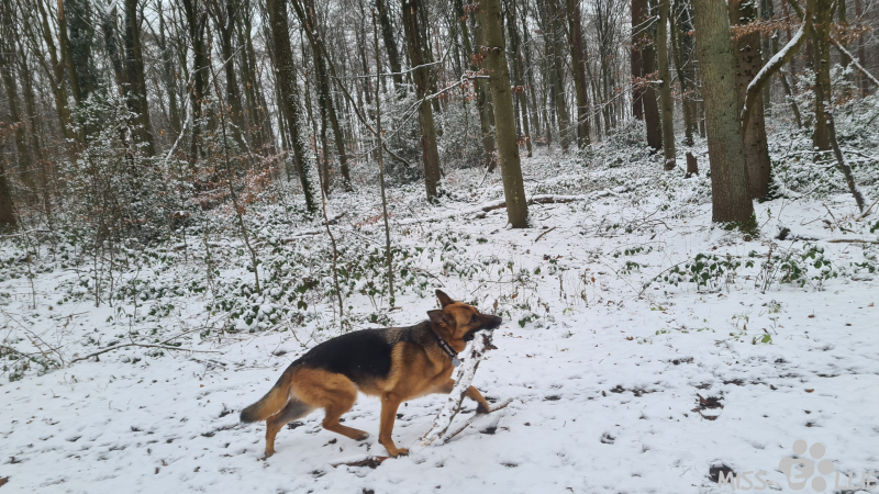 17.01.2021 10:45 | Ellie im Schnee