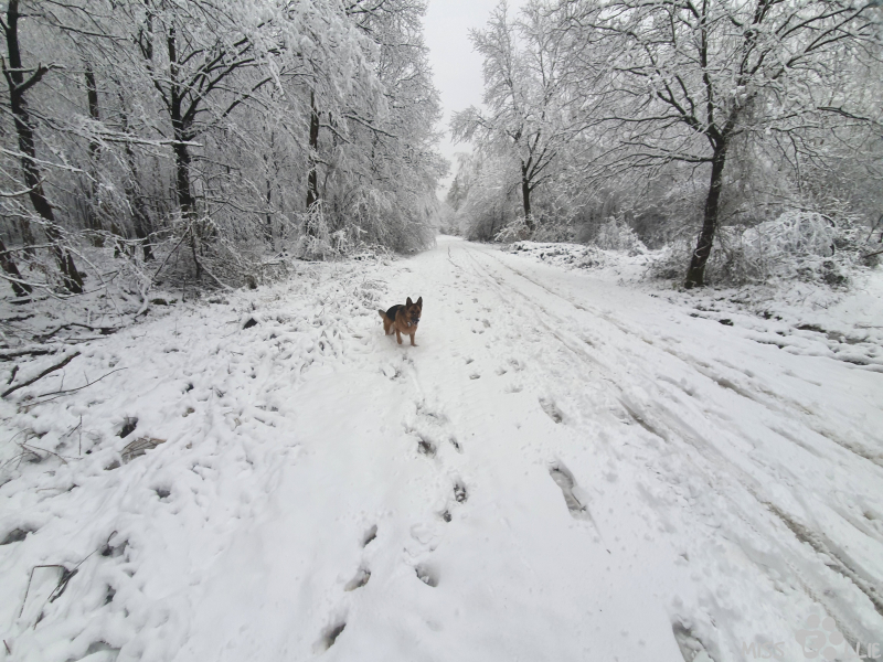24.01.2021 10:04 | Ellie im Schnee