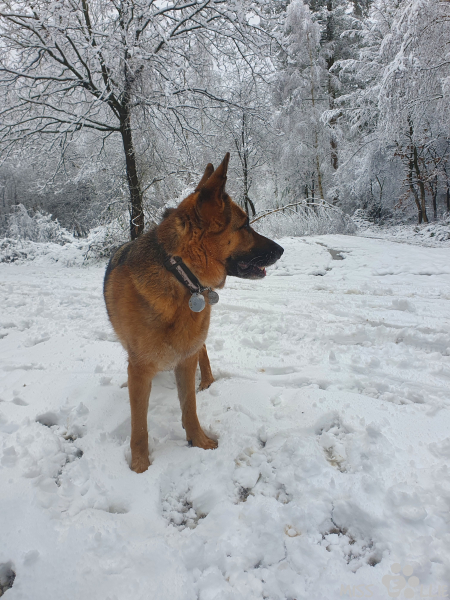 24.01.2021 10:04 | Ellie im Schnee