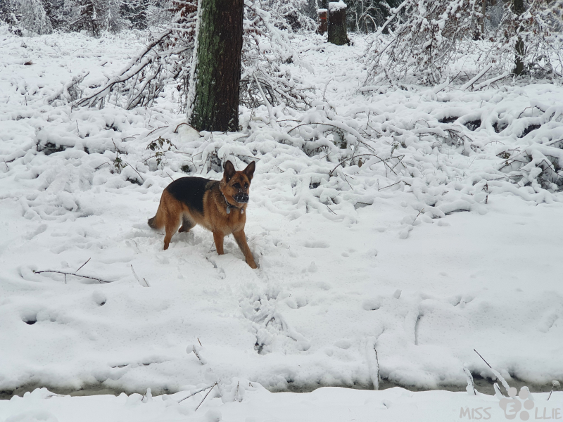 24.01.2021 10:09 | Ellie im Schnee