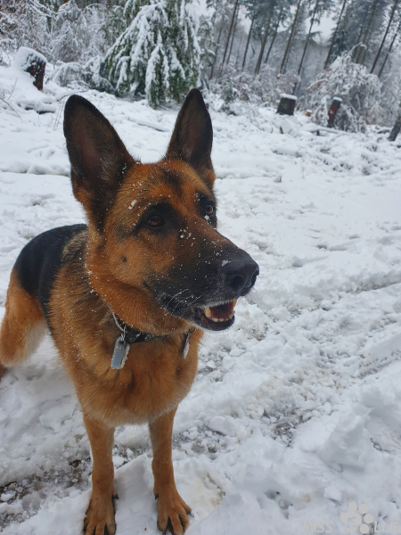 24.01.2021 10:10 | Ellie im Schnee