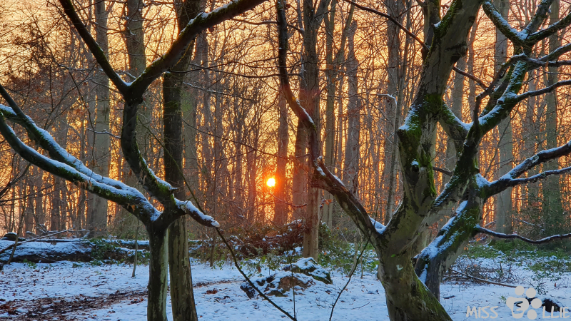 25.01.2021 16:49 | Sonnenuntergang in Buschhoven