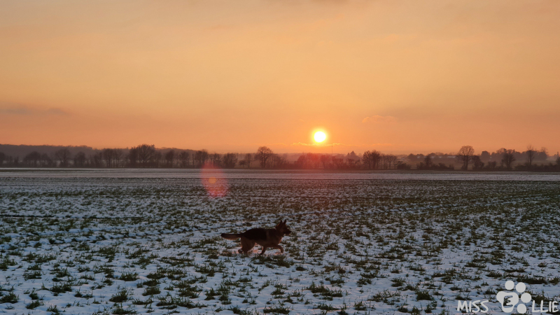 25.01.2021 16:57 | Sonnenuntergang in Buschhoven
