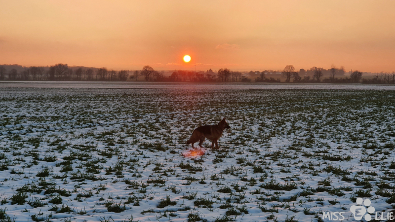 25.01.2021 16:57 | Sonnenuntergang in Buschhoven