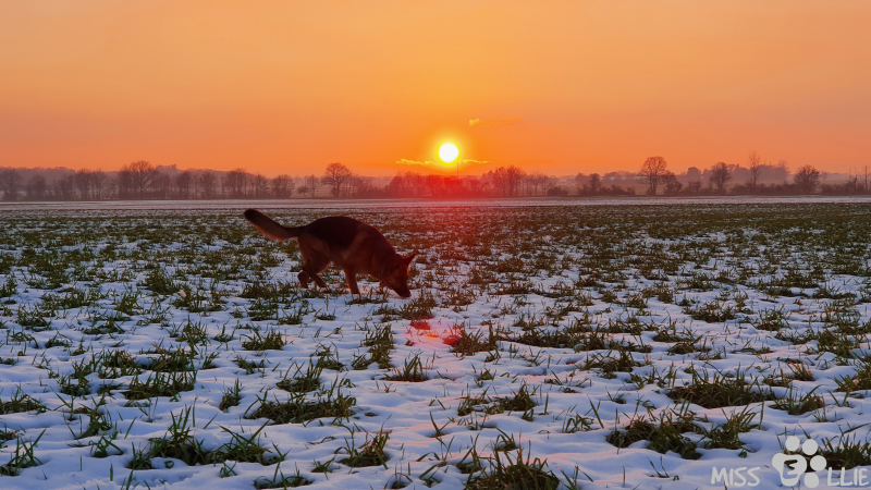 25.01.2021 16:58 | Sonnenuntergang in Buschhoven