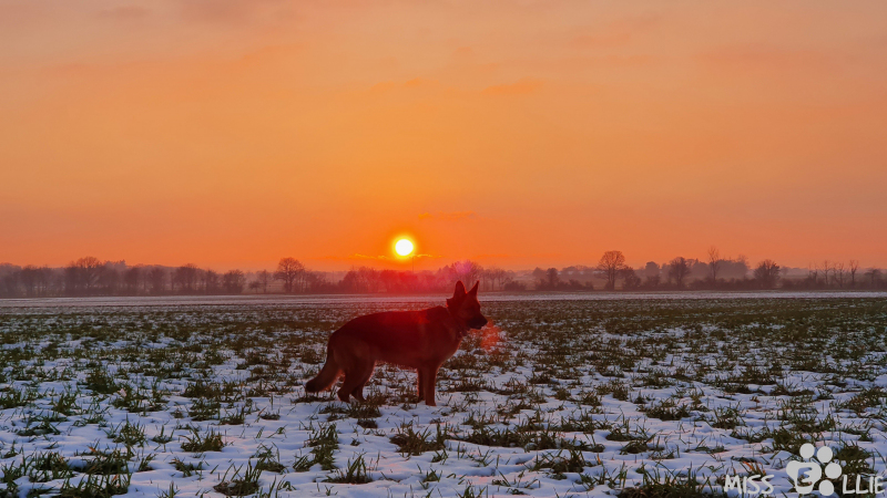 25.01.2021 16:58 | Sonnenuntergang in Buschhoven