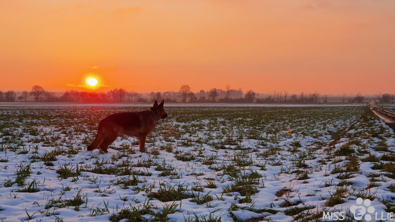 25.01.2021 16:58 | Sonnenuntergang in Buschhoven