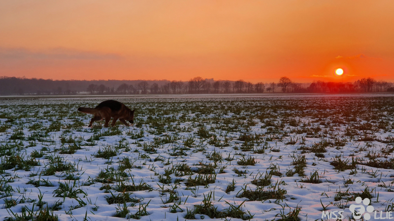 25.01.2021 16:58 | Sonnenuntergang in Buschhoven