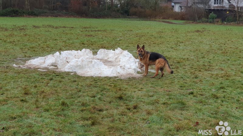 28.01.2021 16:24 | Der letzte Rest Schnee