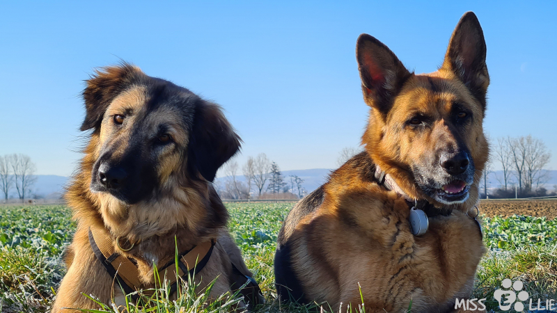 06.03.2021 09:43 | Marie & Ellie