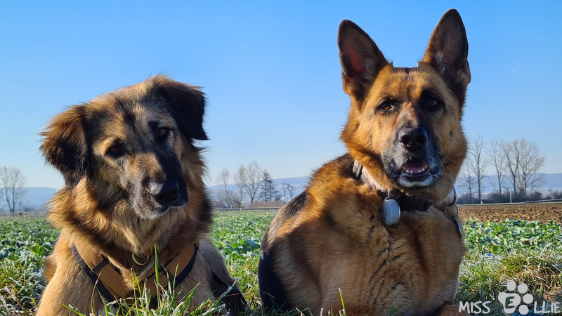 06.03.2021 09:43 | Marie & Ellie