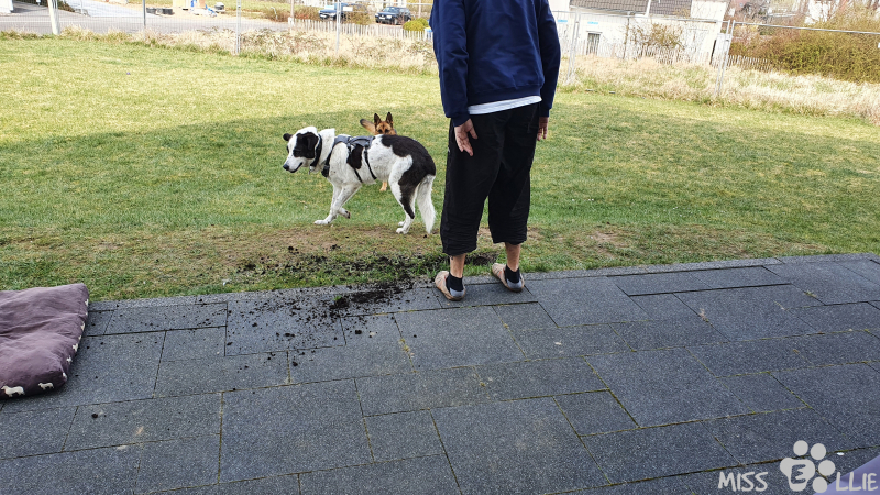 25.03.2021 11:23 | Emil, der Gärtner