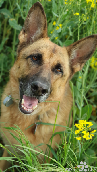 23.05.2021 18:12 | Ellie im Rapsfeld