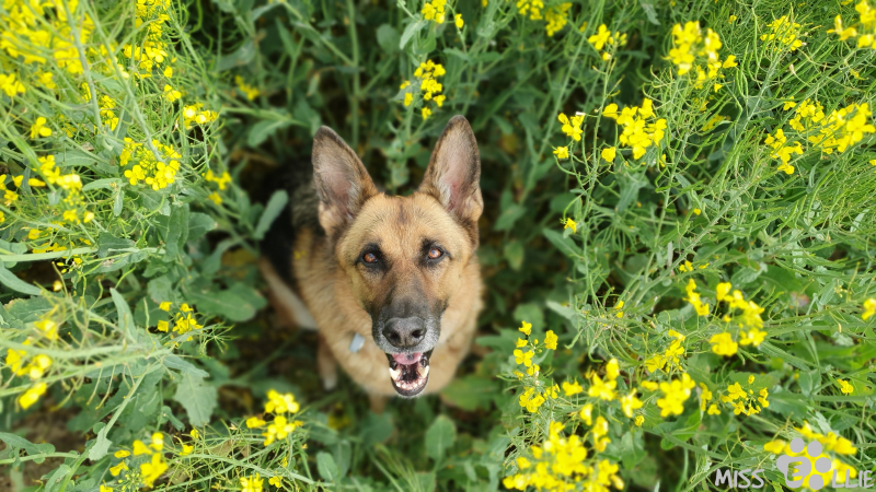 23.05.2021 18:15 | Ellie im Rapsfeld