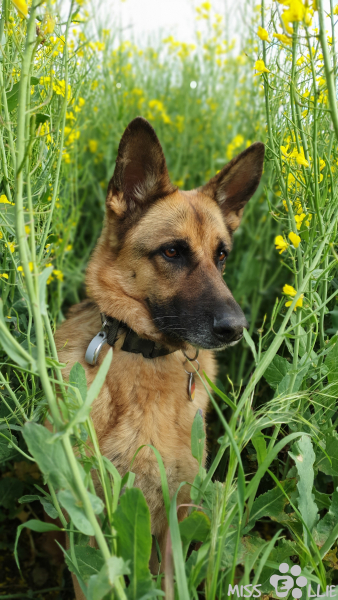 23.05.2021 18:15 | Ellie im Rapsfeld