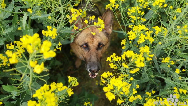 23.05.2021 18:18 | Ellie im Rapsfeld