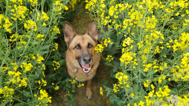 23.05.2021 18:20 | Ellie im Rapsfeld