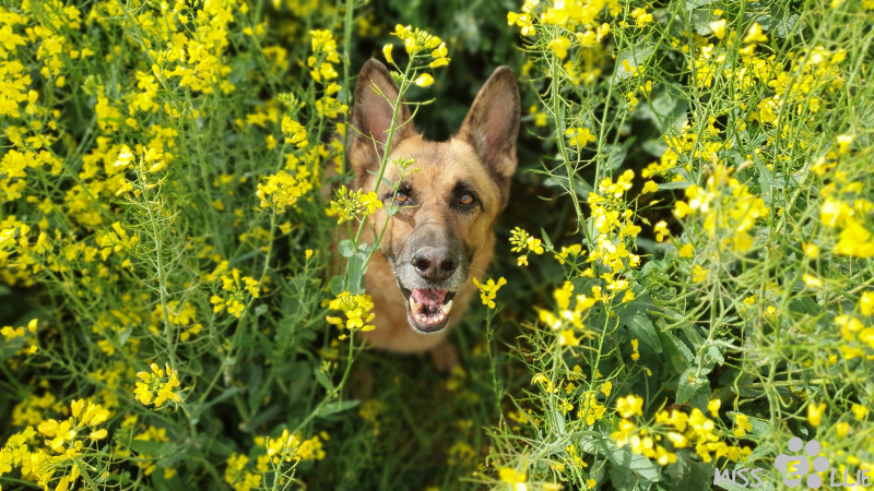 23.05.2021 18:29 | Ellie im Rapsfeld