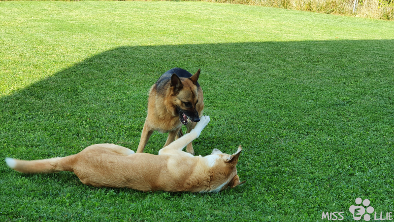 26.09.2021 11:29 | Pedro & Ellie