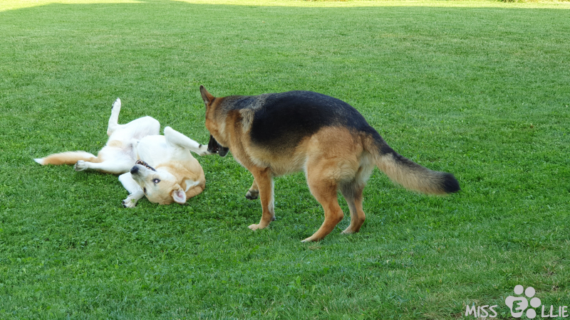 26.09.2021 11:29 | Pedro & Ellie