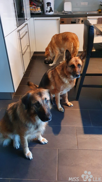 28.09.2021 07:36 | Der isst so langsam