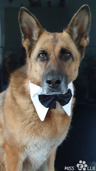 26.03.2022 10:21 | Elegante Ellie