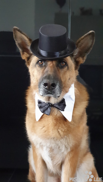 26.03.2022 12:16 | Elegante Ellie