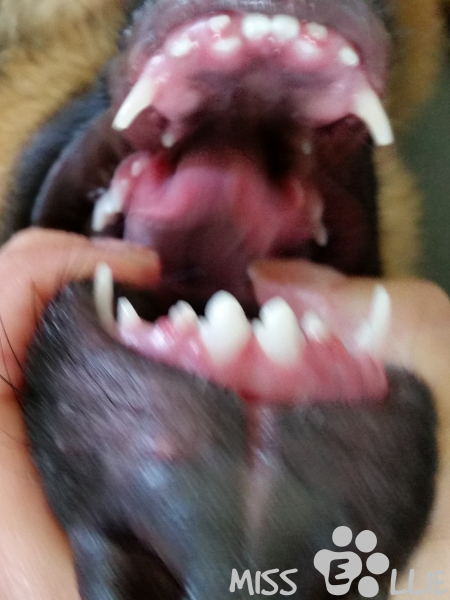 07/08/2014 12:34 Miss Rabbit Teeth