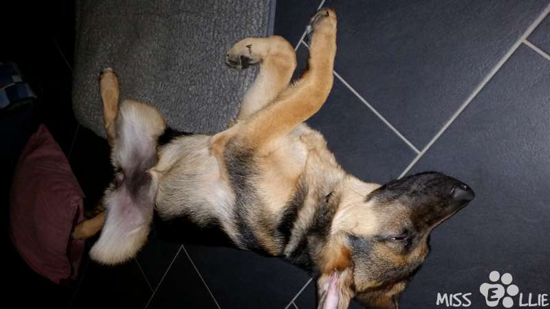 18/08/2014 22:26 Dog Porn