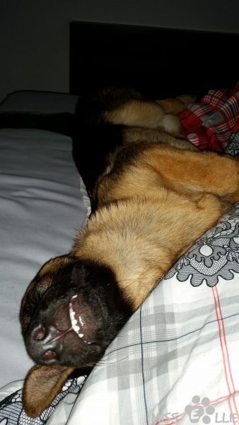 23/08/2014 07:16 Miss Rabbit Teeth