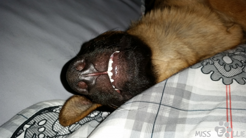 23/08/2014 07:16 Miss Rabbit Teeth