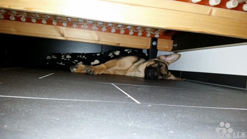 29/08/2014 08:04 Hiding under the bed