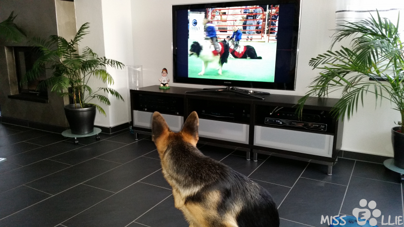 31/08/2014 07:48 Dogsitter DVD