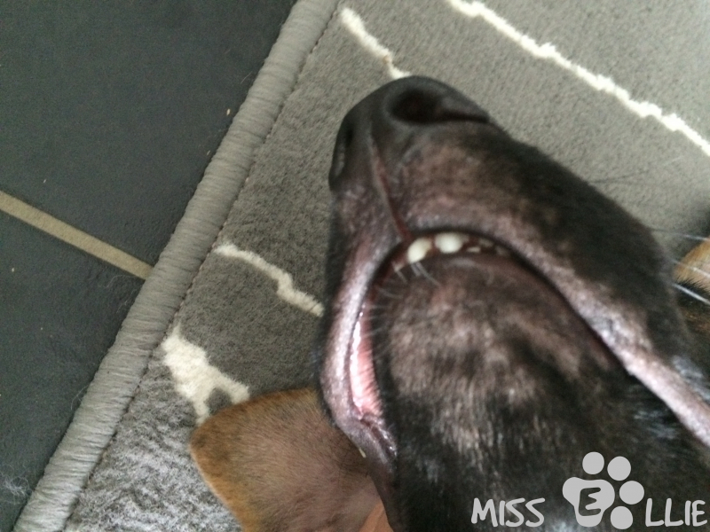 03/08/2014 16:36 Miss Rabbit Teeth