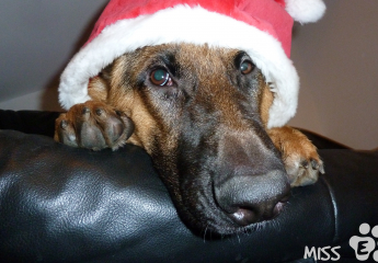 Dezember 2014