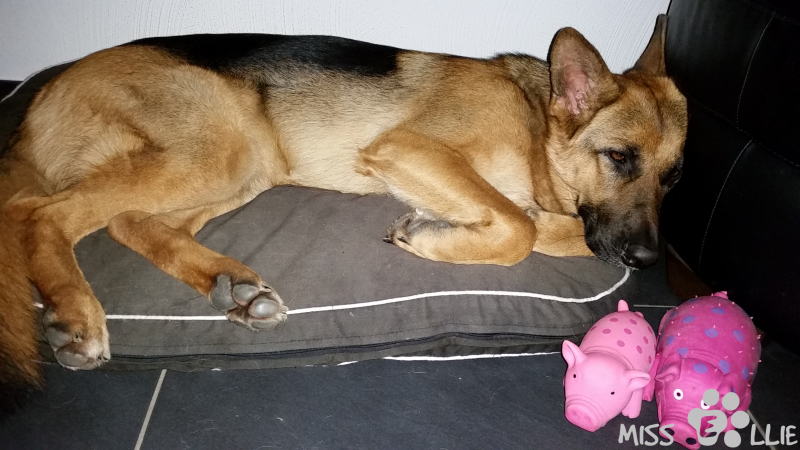 20/12/2015 07:16 Baby Miss Piggy